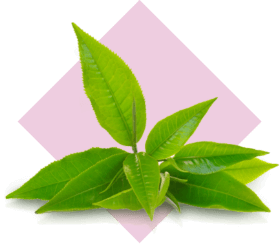 Active Component Three